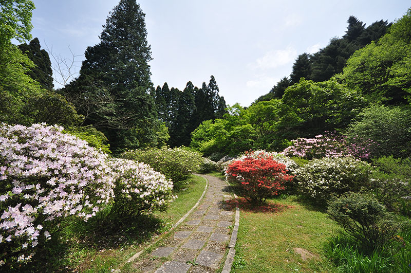 杜鵑分類園