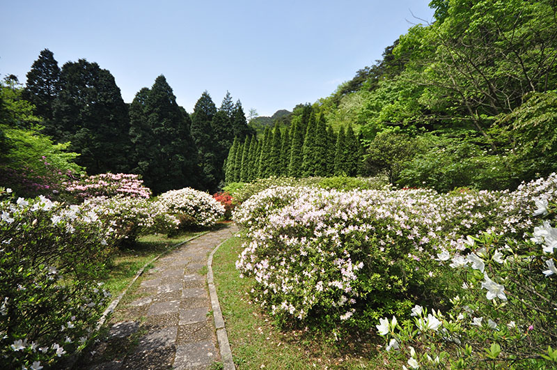 國際友誼杜鵑園