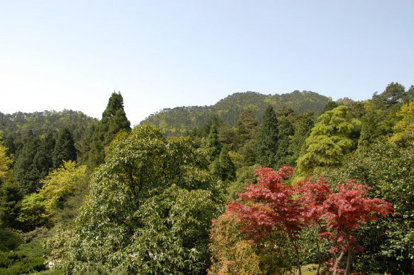 松柏區