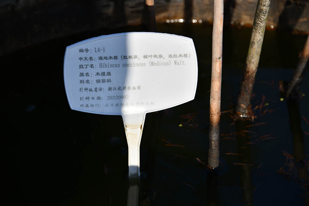 濕地木槿（紅秋葵、槭葉秋葵、玫紅秋葵）