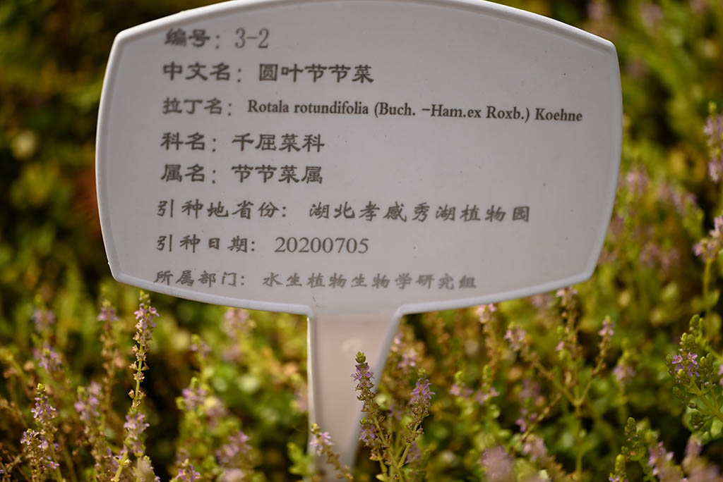 圓葉節節菜