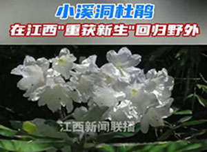 從滅絕到重生！"植物界大熊貓"野外回歸